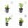 Zierstaude - Wilde Aster - Aster ageratioides Ashvi - 9cm Topf - Set mit 20 Pflanzen