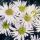 Zierstaude - Wilde Aster - Aster ageratioides Ashvi - 9cm Topf - Set mit 20 Pflanzen