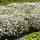 Zierstaude - Wilde Aster - Aster ageratioides Ashvi - 9cm Topf - Set mit 20 Pflanzen