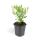 Zierstaude - Wilde Aster - Aster ageratioides Ashvi - 9cm Topf - Set mit 20 Pflanzen