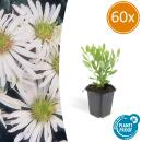 Zierstaude - Wilde Aster - Aster ageratioides Ashvi - 9cm Topf - Set mit 60 Pflanzen