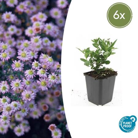 Zierstaude - Wilde Aster - Aster ageratioides Stardust - 9cm Topf - Set mit 6 Pflanzen