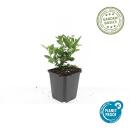 Zierstaude - Wilde Aster - Aster ageratioides Stardust - 9cm Topf - Set mit 6 Pflanzen