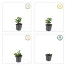 Zierstaude - Wilde Aster - Aster ageratioides Stardust - 9cm Topf - Set mit 6 Pflanzen