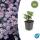 Zierstaude - Wilde Aster - Aster ageratioides Stardust - 9cm Topf - Set mit 6 Pflanzen