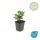 Zierstaude - Wilde Aster - Aster ageratioides Stardust - 9cm Topf - Set mit 6 Pflanzen