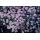 Zierstaude - Wilde Aster - Aster ageratioides Stardust - 9cm Topf - Set mit 6 Pflanzen
