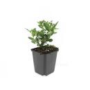 Zierstaude - Wilde Aster - Aster ageratioides Stardust - 9cm Topf - Set mit 12 Pflanzen