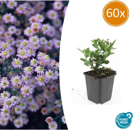 Zierstaude - Wilde Aster - Aster ageratioides Stardust - 9cm Topf - Set mit 60 Pflanzen