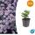 Zierstaude - Wilde Aster - Aster ageratioides Stardust - 9cm Topf - Set mit 60 Pflanzen