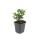 Zierstaude - Wilde Aster - Aster ageratioides Stardust - 9cm Topf - Set mit 60 Pflanzen