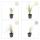 Ziergras - Reitgras - Calamagrostis acutiflora Karl Foerster - 9cm Topf - Set mit 20 Pflanzen