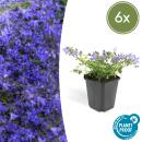 Steingarten-Staude - Glockenblume - Campanula...
