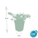 Steingarten-Staude - Glockenblume - Campanula poscharskyana Stella - 9cm Topf - Set mit 6 Pflanzen