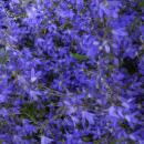 Steingarten-Staude - Glockenblume - Campanula poscharskyana Stella - 9cm Topf - Set mit 6 Pflanzen