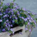 Steingarten-Staude - Glockenblume - Campanula poscharskyana Stella - 9cm Topf - Set mit 6 Pflanzen