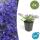 Steingarten-Staude - Glockenblume - Campanula poscharskyana Stella - 9cm Topf - Set mit 6 Pflanzen