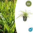 Ornamental grass - Golden-edged sedge - Carex morrowii Aureovariegata - 9cm pot - Set of 6 plants