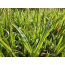 Ornamental grass - Golden-edged sedge - Carex morrowii Aureovariegata - 9cm pot - Set of 6 plants
