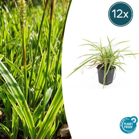 Ziergras - Goldrand Segge - Carex morrowii Aureovariegata - 9cm Topf - Set mit 12 Pflanzen