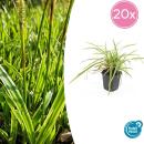 Ziergras - Goldrand Segge - Carex morrowii Aureovariegata - 9cm Topf - Set mit 20 Pflanzen