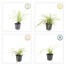 Ziergras - Goldrand Segge - Carex morrowii Aureovariegata - 9cm Topf - Set mit 20 Pflanzen