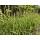 Ziergras - Goldrand Segge - Carex morrowii Aureovariegata - 9cm Topf - Set mit 20 Pflanzen
