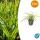 Ziergras - Goldrand Segge - Carex morrowii Aureovariegata - 9cm Topf - Set mit 60 Pflanzen