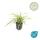 Ziergras - Goldrand Segge - Carex morrowii Aureovariegata - 9cm Topf - Set mit 60 Pflanzen