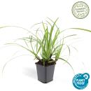 Ziergras - Japanische Segge - Carex morrowii Ice Dance - 9cm Topf - Set mit 12 Pflanzen