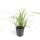 Ziergras - Japanische Segge - Carex morrowii Ice Dance - 9cm Topf - Set mit 12 Pflanzen