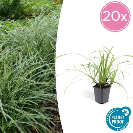 Ziergras - Japanische Segge - Carex morrowii Ice Dance - 9cm Topf - Set mit 20 Pflanzen