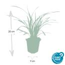 Ziergras - Japanische Segge - Carex morrowii Ice Dance - 9cm Topf - Set mit 20 Pflanzen
