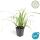 Ziergras - Japanische Segge - Carex morrowii Ice Dance - 9cm Topf - Set mit 20 Pflanzen