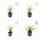 Ziergras - Japanische Segge - Carex morrowii Ice Dance - 9cm Topf - Set mit 20 Pflanzen