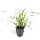 Ziergras - Japanische Segge - Carex morrowii Ice Dance - 9cm Topf - Set mit 60 Pflanzen