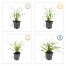 Ziergras - Japanische Segge - Carex morrowii Ice Dance - 9cm Topf - Set mit 60 Pflanzen