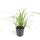 Ziergras - Japanische Segge - Carex morrowii Ice Dance - 9cm Topf - Set mit 60 Pflanzen