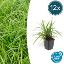 Ziergras - Japanische Teppich-Segge - Carex morrowii Irish Green - 9cm Topf - Set mit 12 Pflanzen