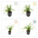 Ziergras - Japanische Teppich-Segge - Carex morrowii Irish Green - 9cm Topf - Set mit 12 Pflanzen