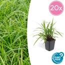Ziergras - Japanische Teppich-Segge - Carex morrowii Irish Green - 9cm Topf - Set mit 20 Pflanzen