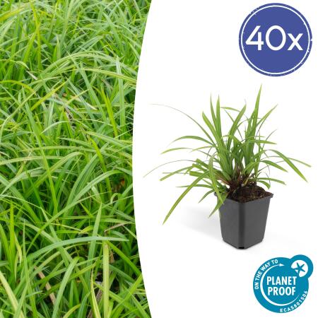 Ziergras - Japanische Teppich-Segge - Carex morrowii Irish Green - 9cm Topf - Set mit 40 Pflanzen