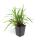 Ziergras - Japanische Teppich-Segge - Carex morrowii Irish Green - 9cm Topf - Set mit 40 Pflanzen