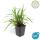 Ziergras - Japanische Teppich-Segge - Carex morrowii Irish Green - 9cm Topf - Set mit 40 Pflanzen