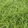 Ziergras - Japanische Teppich-Segge - Carex morrowii Irish Green - 9cm Topf - Set mit 60 Pflanzen