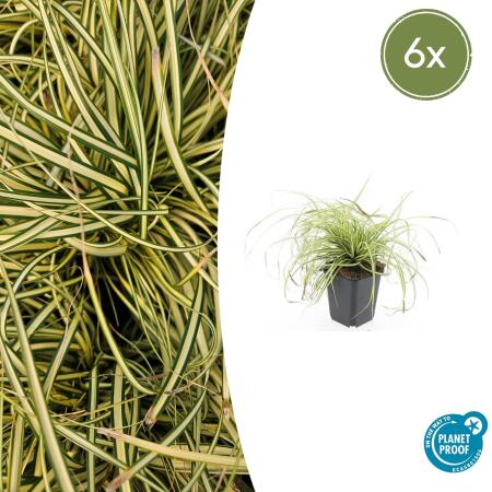 Ziergras - Gold-Segge - Carex oshimensis Evergold - 9cm Topf - Set mit 6 Pflanzen