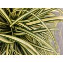 Ziergras - Gold-Segge - Carex oshimensis Evergold - 9cm Topf - Set mit 6 Pflanzen