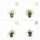 Ziergras - Gold-Segge - Carex oshimensis Evergold - 9cm Topf - Set mit 6 Pflanzen