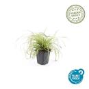 Ziergras - Gold-Segge - Carex oshimensis Evergold - 9cm Topf - Set mit 12 Pflanzen