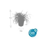 Ziergras - Gold-Segge - Carex oshimensis Evergold - 9cm Topf - Set mit 40 Pflanzen